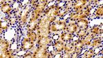 ACP1 Antibody in Immunohistochemistry (Paraffin) (IHC (P))