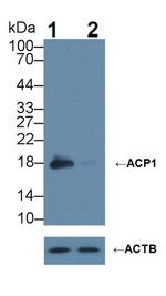 ACP1 Antibody in Western Blot (WB)