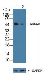 ADRM1 Antibody in Western Blot (WB)