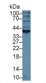 Orm1 Antibody in Western Blot (WB)