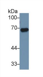 AFP Antibody in Western Blot (WB)