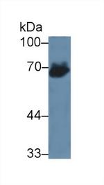 AFP Antibody in Western Blot (WB)