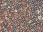 AHSP Antibody in Immunohistochemistry (Paraffin) (IHC (P))