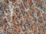 AHSP Antibody in Immunohistochemistry (Paraffin) (IHC (P))