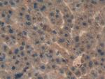 AHSP Antibody in Immunohistochemistry (Paraffin) (IHC (P))