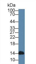 Alpha-lactalbumin Antibody in Western Blot (WB)