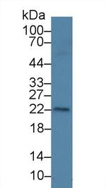 AMELX Antibody in Western Blot (WB)