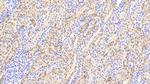 Aminoacylase Antibody in Immunohistochemistry (Paraffin) (IHC (P))