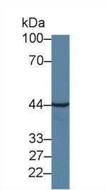 Aminoacylase Antibody in Western Blot (WB)