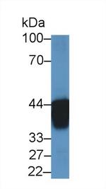 AUP1 Antibody in Western Blot (WB)