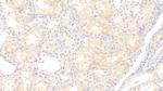 Angiogenin Antibody in Immunohistochemistry (Paraffin) (IHC (P))