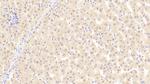 Angiogenin Antibody in Immunohistochemistry (Paraffin) (IHC (P))