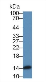 Angiogenin Antibody in Western Blot (WB)