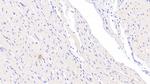 Annexin A9 Antibody in Immunohistochemistry (Paraffin) (IHC (P))