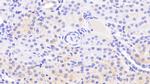 Annexin A9 Antibody in Immunohistochemistry (Paraffin) (IHC (P))