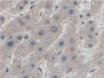 AZIN1 Antibody in Immunohistochemistry (Paraffin) (IHC (P))