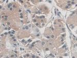 AZIN1 Antibody in Immunohistochemistry (Paraffin) (IHC (P))