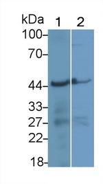 APOA4 Antibody in Western Blot (WB)