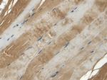 APOB Antibody in Immunohistochemistry (Paraffin) (IHC (P))