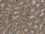 APOB Antibody in Immunohistochemistry (Paraffin) (IHC (P))