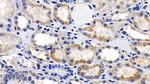 AIF Antibody in Immunohistochemistry (Paraffin) (IHC (P))