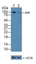 AHR Antibody in Western Blot (WB)