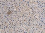 BMAL1 Antibody in Immunohistochemistry (Paraffin) (IHC (P))