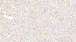 ABCB8 Antibody in Immunohistochemistry (Paraffin) (IHC (P))