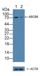 ABCB8 Antibody in Western Blot (WB)