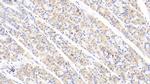 ABCF1 Antibody in Immunohistochemistry (Paraffin) (IHC (P))