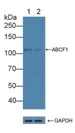 ABCF1 Antibody in Western Blot (WB)