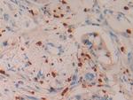 Azurocidin Antibody in Immunohistochemistry (Paraffin) (IHC (P))