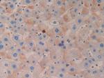 Azurocidin Antibody in Immunohistochemistry (Paraffin) (IHC (P))