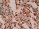 Azurocidin Antibody in Immunohistochemistry (Paraffin) (IHC (P))