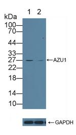 Azurocidin Antibody in Western Blot (WB)