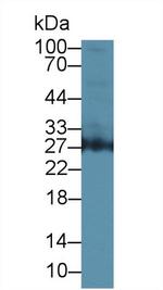 Azurocidin Antibody in Western Blot (WB)