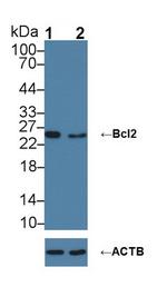 Bcl-2 Antibody in Western Blot (WB)