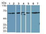 Beclin 1 Antibody in Western Blot (WB)