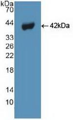 Beclin 1 Antibody in Western Blot (WB)