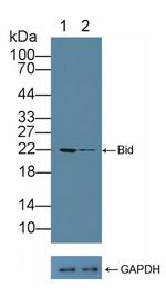 BID Antibody in Western Blot (WB)