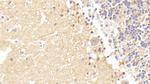 CAMLG Antibody in Immunohistochemistry (Paraffin) (IHC (P))