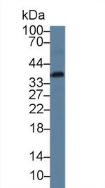 CAMLG Antibody in Western Blot (WB)