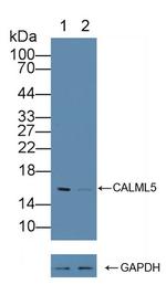 CALML5 Antibody in Western Blot (WB)