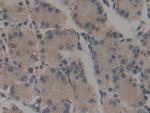 Calumenin Antibody in Immunohistochemistry (Paraffin) (IHC (P))