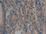 Calumenin Antibody in Immunohistochemistry (Paraffin) (IHC (P))