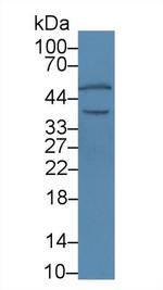 Calumenin Antibody in Western Blot (WB)