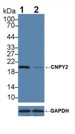 CNPY2 Antibody in Western Blot (WB)