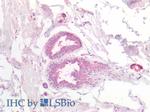 Beta-casein Antibody in Immunohistochemistry (Paraffin) (IHC (P))