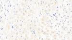 Caspase 1 Antibody in Immunohistochemistry (Paraffin) (IHC (P))