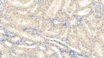 Caspase 1 Antibody in Immunohistochemistry (Paraffin) (IHC (P))